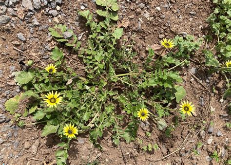 WEEDS .